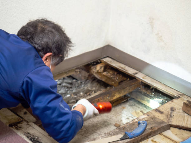 Mold Removal Process in Arlington Heights, IL