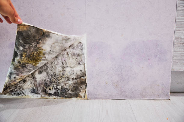 Best Certified Mold Removal  in Arlington Heights, IL